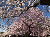 National Cherry Blossom Festival (Washington DC) - All You Need to Know  BEFORE You Go (with Photos) - Tripadvisor
