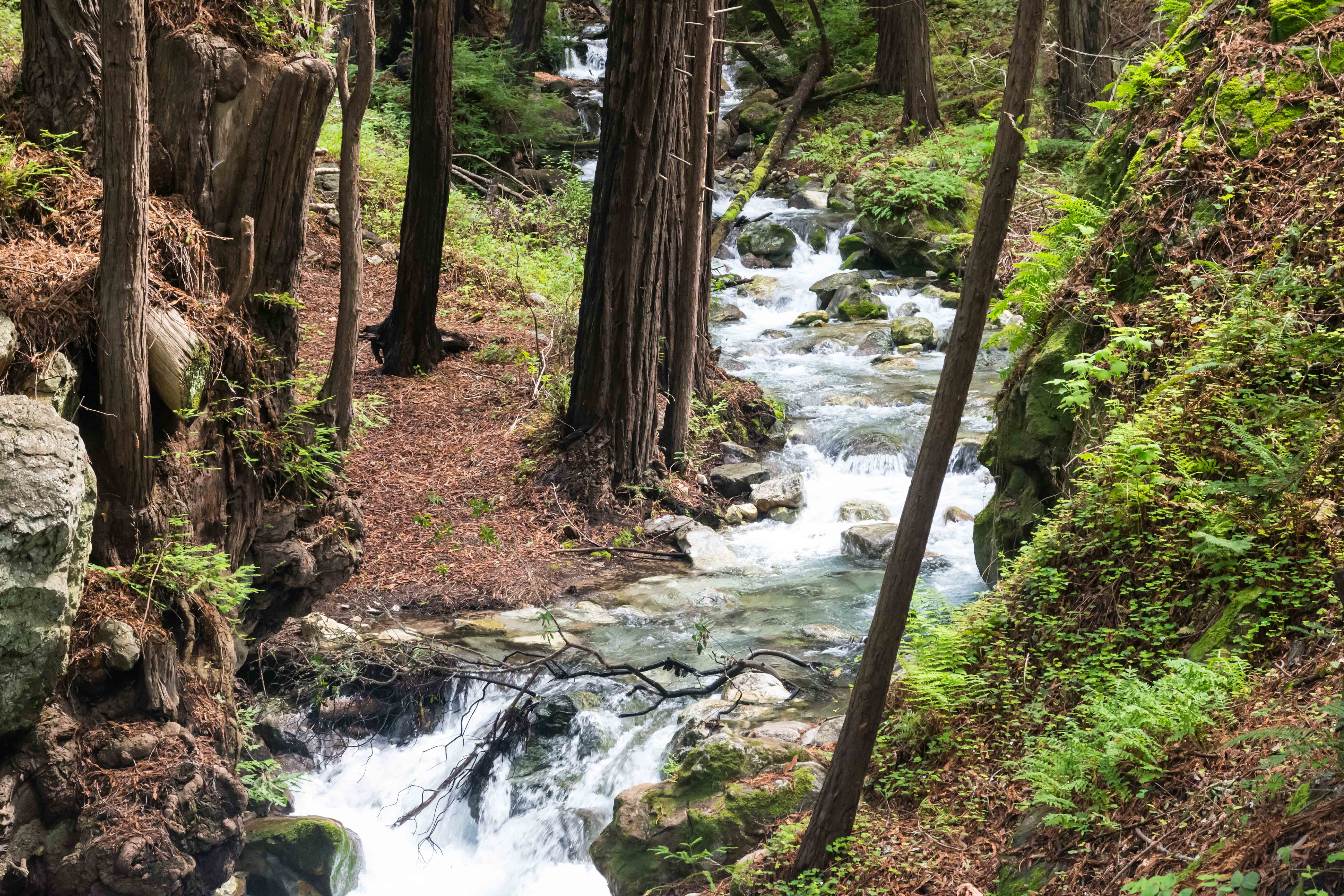 Limekiln State Park All You Need to Know BEFORE You Go 2024