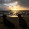 Two Hounds