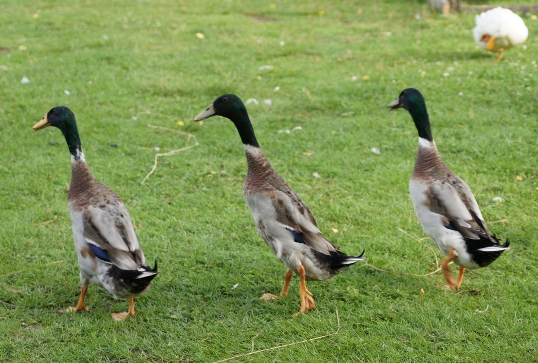 Bird Village (Ignalina) - All You Need to Know BEFORE You Go