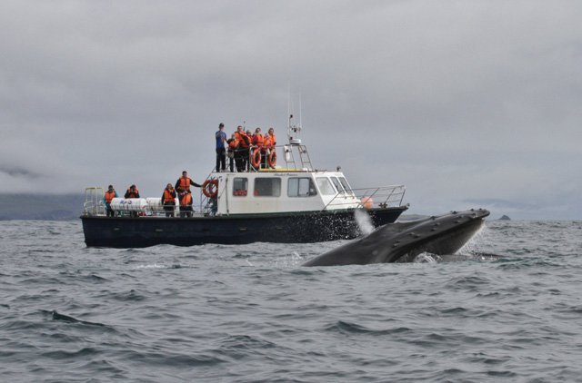 Blasket Islands Eco Marine Tours - All You Need to Know BEFORE You Go ...