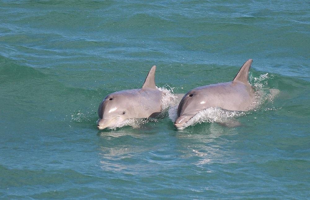 north carolina dolphin tours