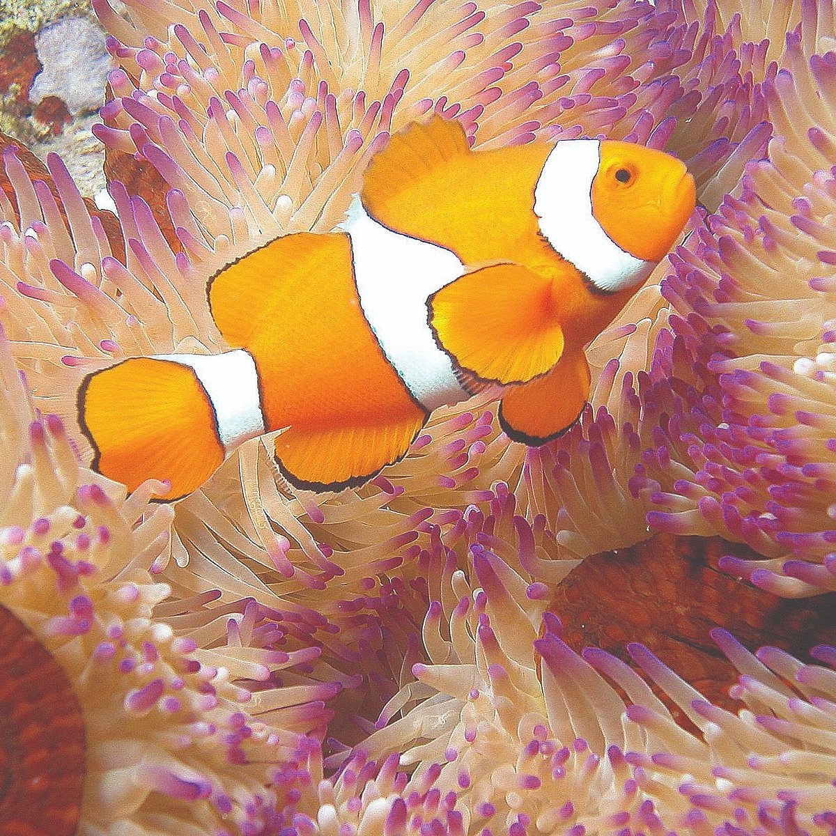 Рыба клоун Австралии