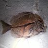 Elidarda