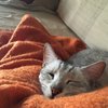 Princess Mau