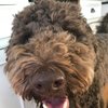 Chewie