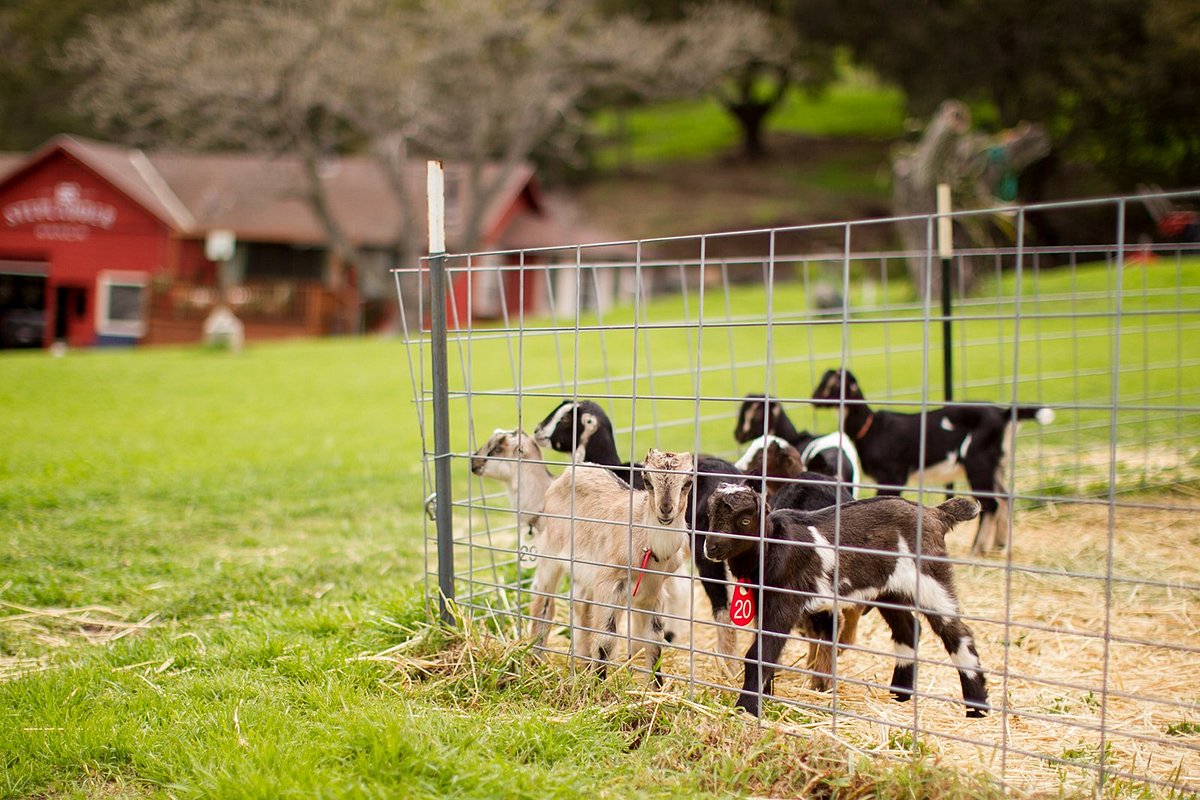 Annual Goat Sponsorship – Stepladder Ranch & Creamery