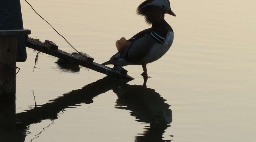 l'étang et ses canards à La Tour Levoy