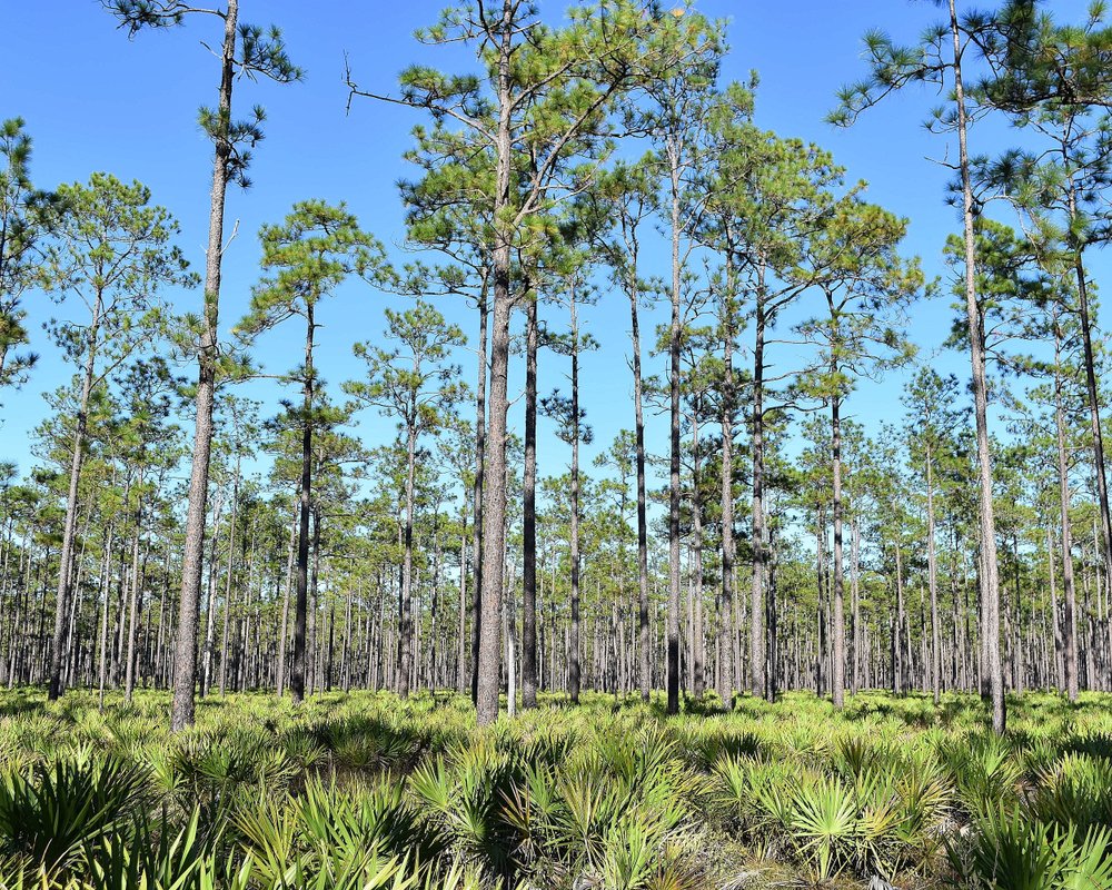 THE BEST Things to Do in Olustee - 2024 (with Photos) - Tripadvisor