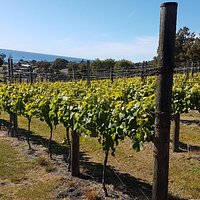 Overtime vineyard