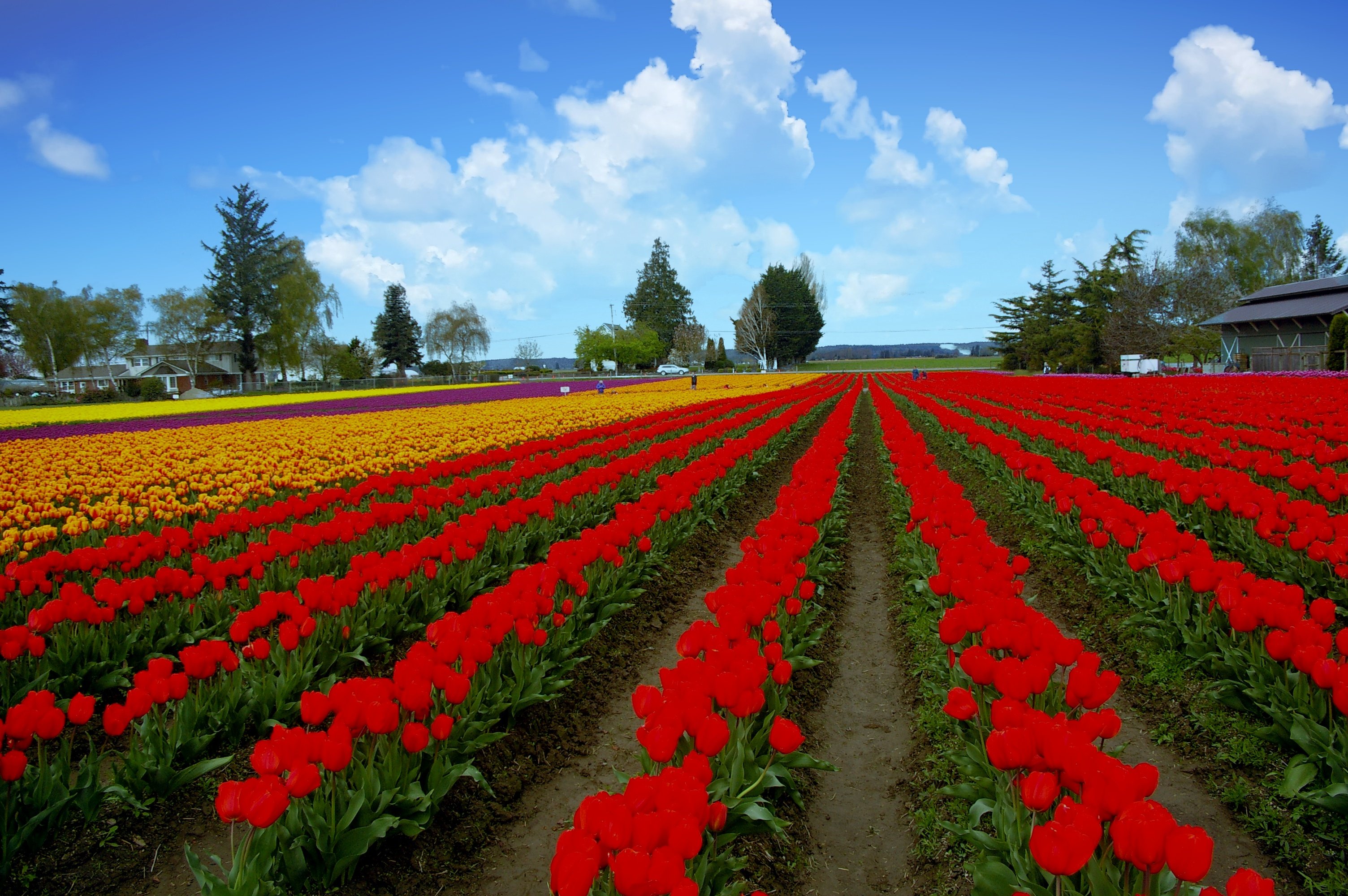 Skagit on sale valley tulips