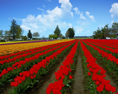 https://dynamic-media-cdn.tripadvisor.com/media/photo-o/17/5c/bb/f4/tulip-fields.jpg?w=500&h=400&s=1