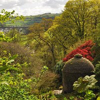 Cotehele gardens