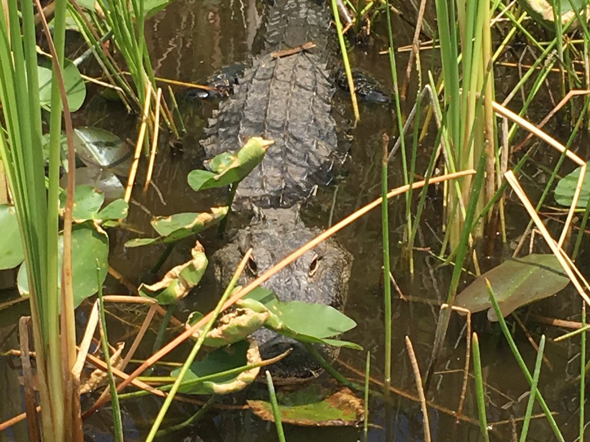 Gatorhunt Airboat Rides - All You Need to Know BEFORE You Go (2024)