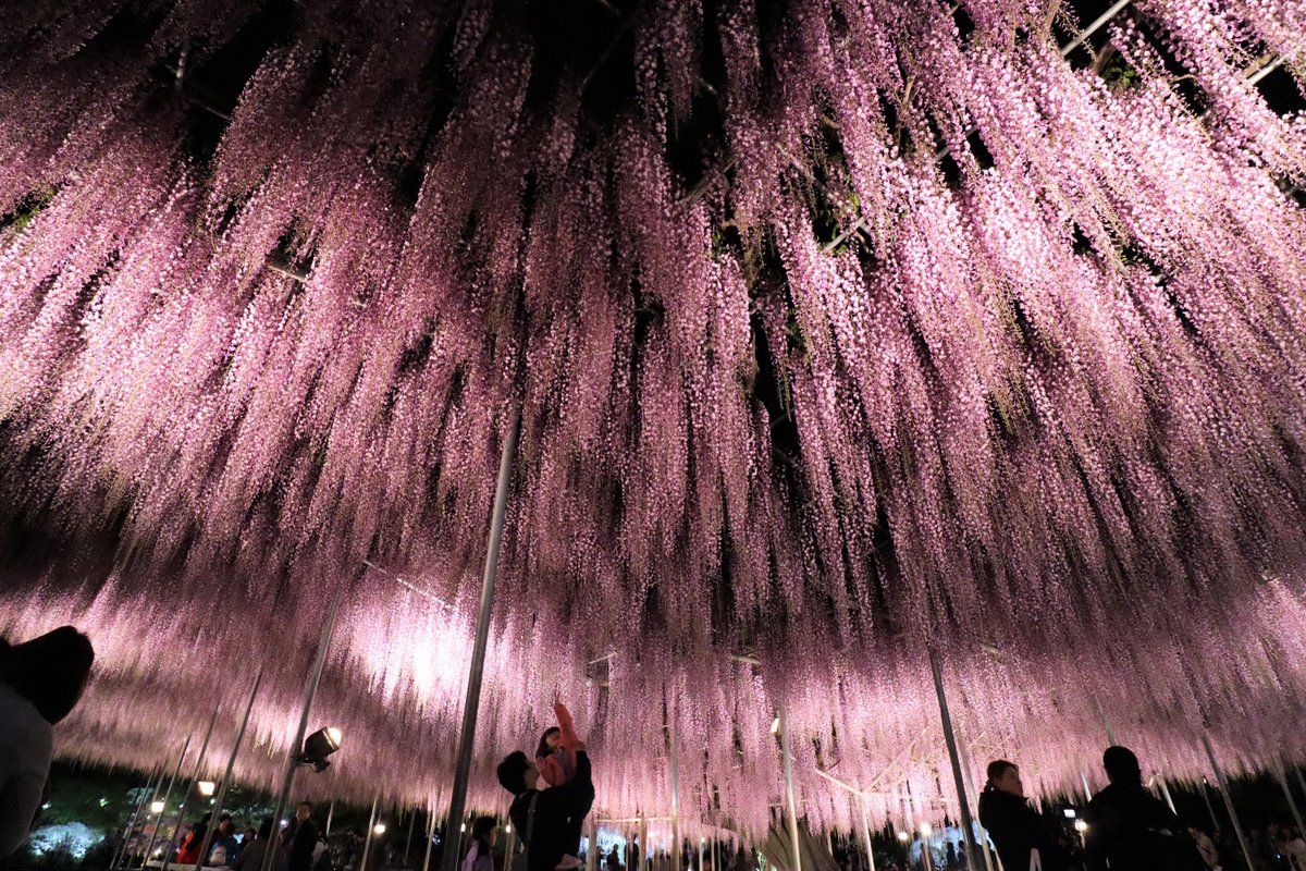 Ashikaga Flower Park - All You Need to Know BEFORE You Go (2024)