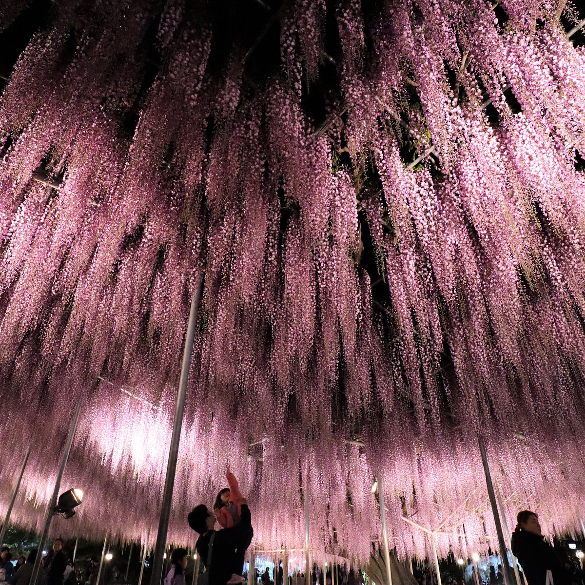 ASHIKAGA FLOWER PARK - All You Need to Know BEFORE You Go