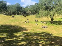 SAFARI WEST (Santa Rosa): Ce qu'il faut savoir pour votre visite