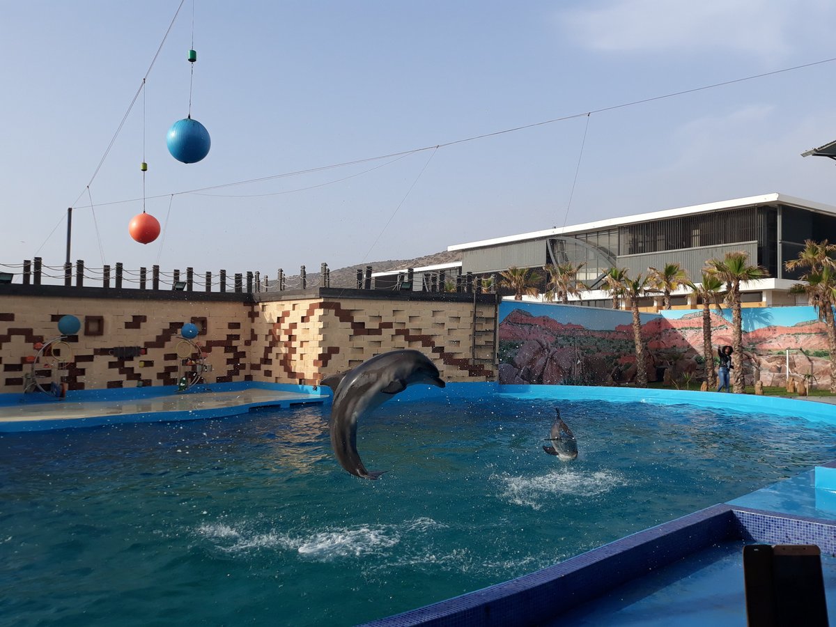 Agadir Dolphin World, Агадир: лучшие советы перед посещением - Tripadvisor