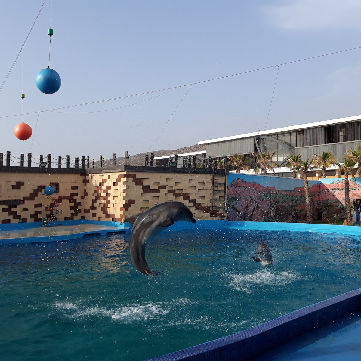 Agadir Dolphin World, Агадир: лучшие советы перед посещением - Tripadvisor