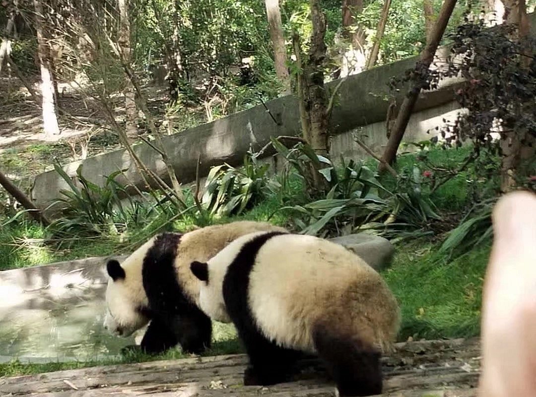 Hold Panda, Пекин: лучшие советы перед посещением - Tripadvisor