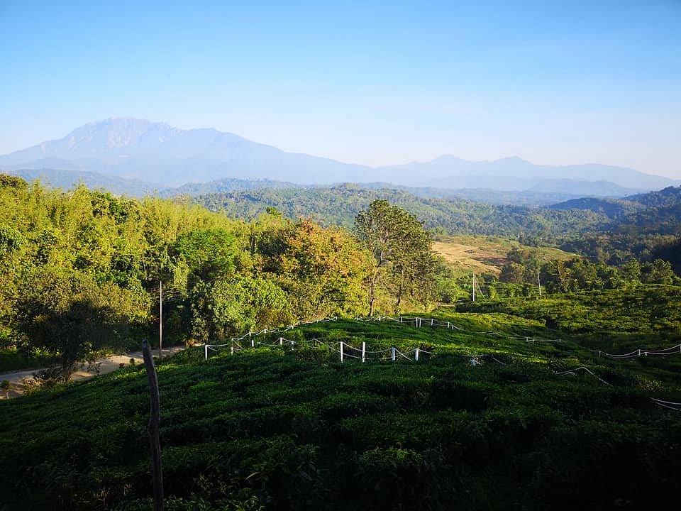 Sabah Tea Garden Day Tours (Ranau): All You Need to Know