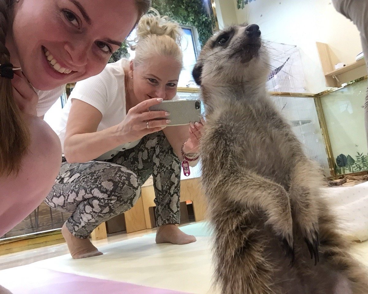 Meerkat Friends, Сеул: лучшие советы перед посещением - Tripadvisor