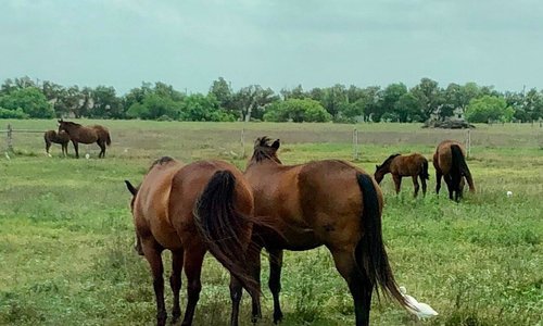 My tour of the King Ranch. Santa Gertrudis cattle, Quarter horses and buildings.