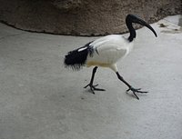 Kobe Animal Kingdom - All You Need to Know BEFORE You Go Kobe Animal Kingdom - All You Need to Know BEFORE You Go