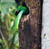 guatemala wildlife tour briantangen