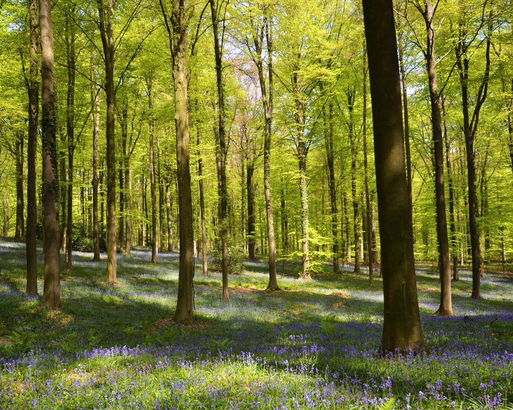 THE 10 BEST Belgium Forests (Updated 2024) - Tripadvisor