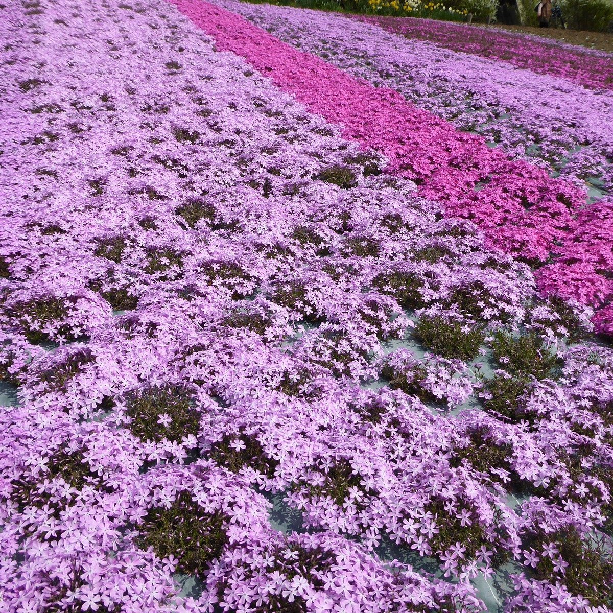 22年 花のじゅうたん 行く前に 見どころをチェック トリップアドバイザー