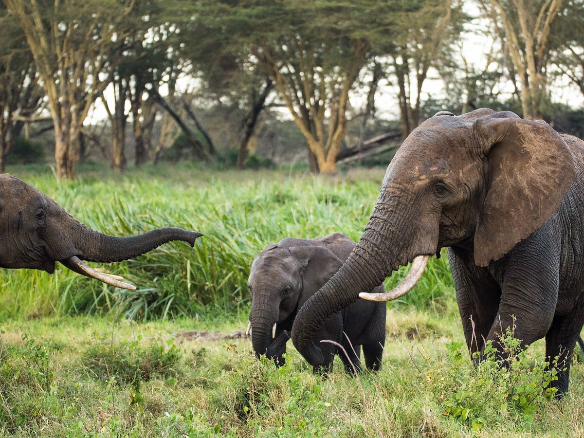 safari jambo kenya