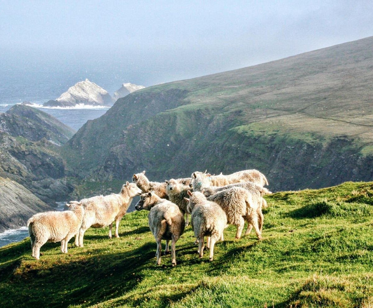 shetland wool tours