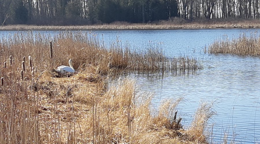 Swan in marsh