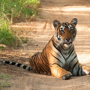 RANTHAMBORE JUNGLE SAFARI (Ranthambore National Park) - All You Need to ...