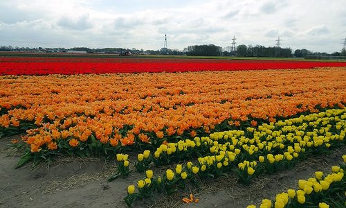 De Tulperij