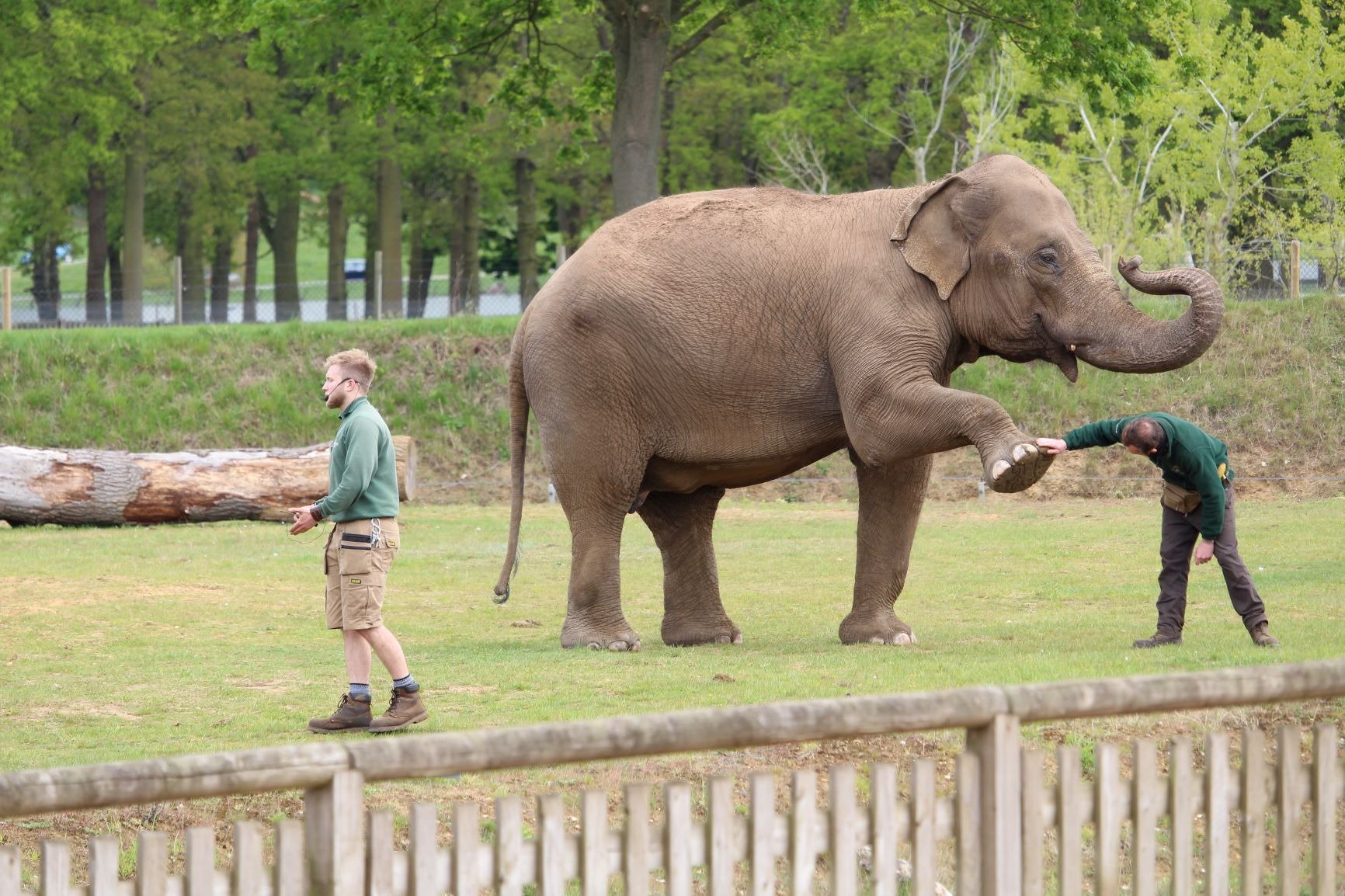 Woburn Safari Park - All You Need To Know BEFORE You Go