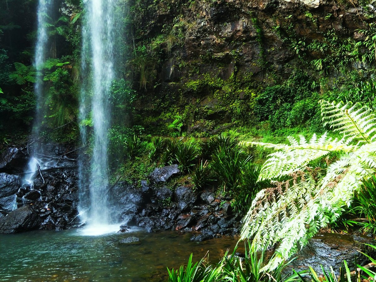 Gold Coast Rainforest Tours & Hikes - All You Need to Know BEFORE You ...