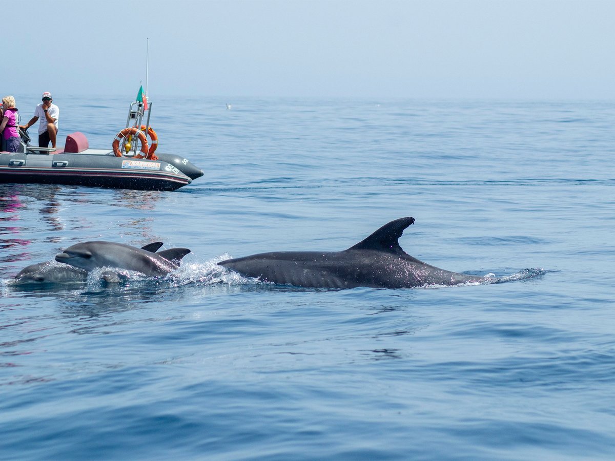 DOLPHINS DRIVEN (Albufeira) - All You Need to Know BEFORE You Go