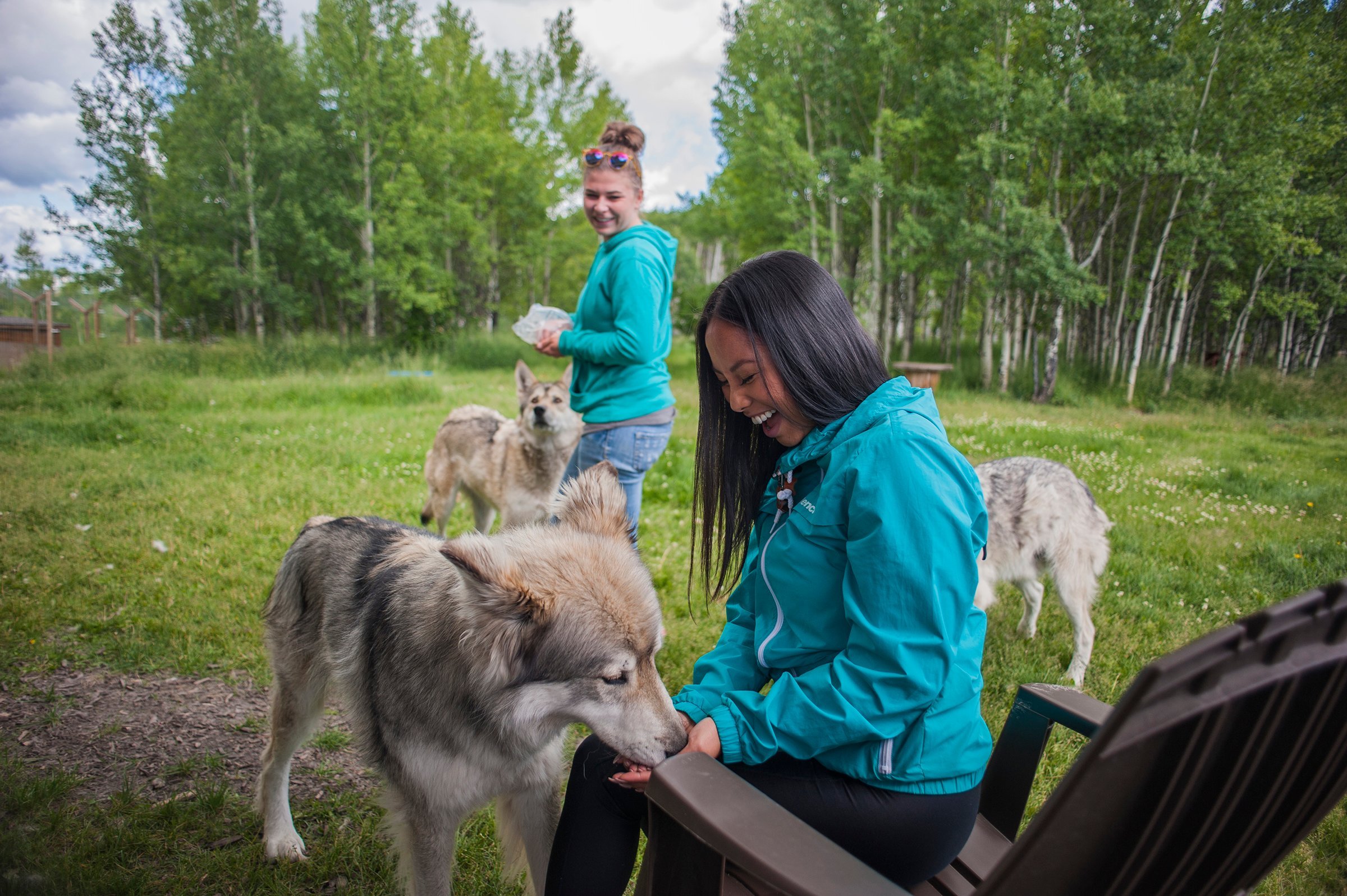 Wolfdog sanctuary 2024 near me