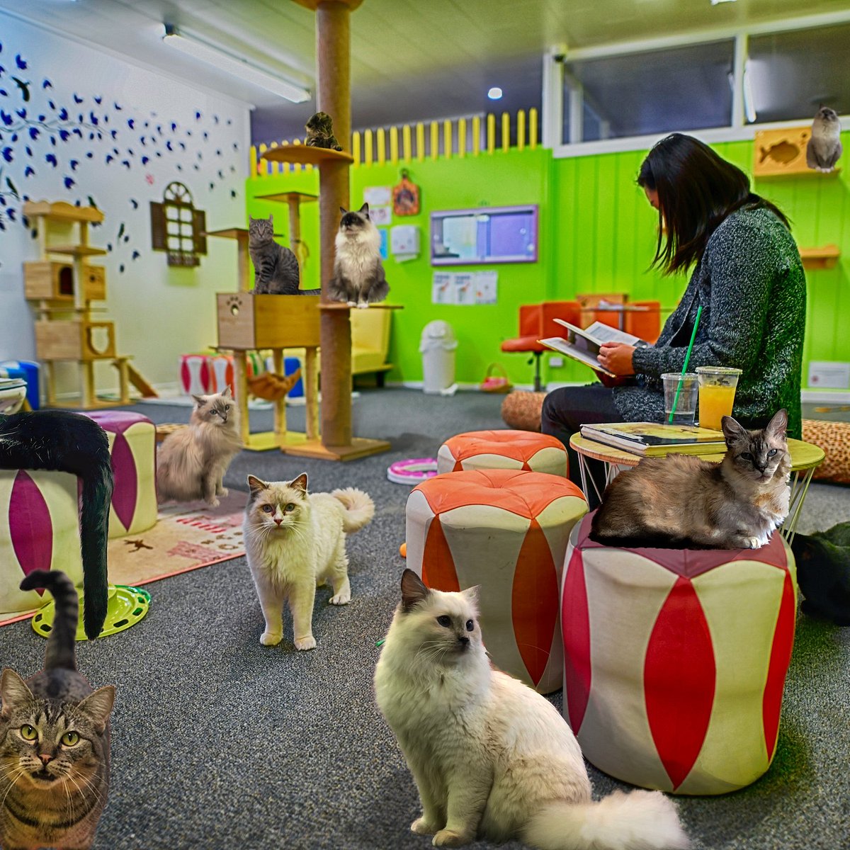 Meow meow cat cafe hi-res stock photography and images - Alamy