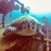 Steven Diver