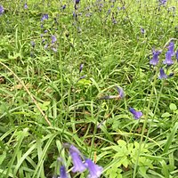 April May is a great time to see the bluebells