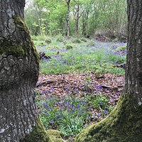 Quite a young woodland with lots of interesting stumps everywhere