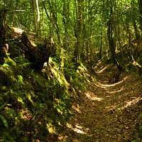 Sunken path through the woodland on the route