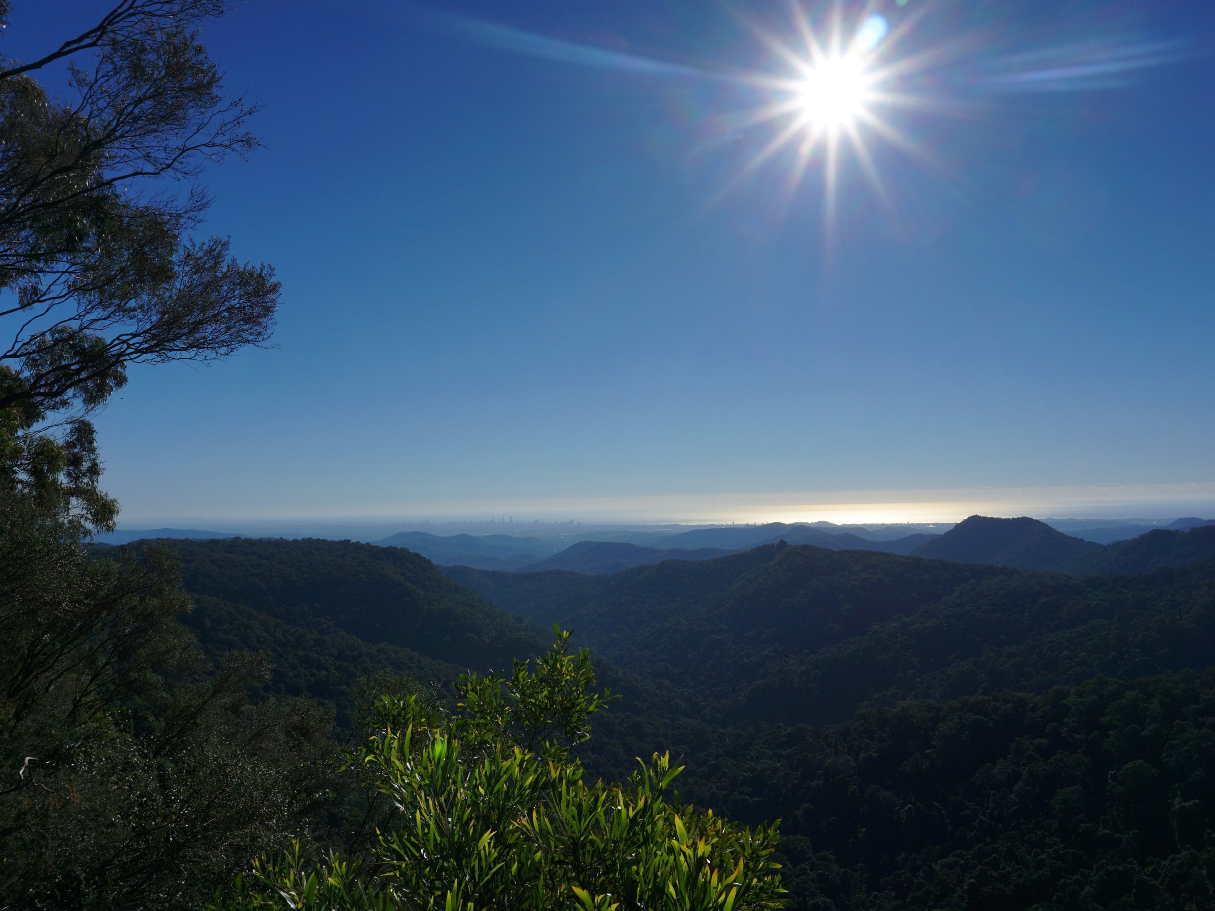 Gold Coast Rainforest Tours & Hikes (Surfers Paradise): All You Need to ...