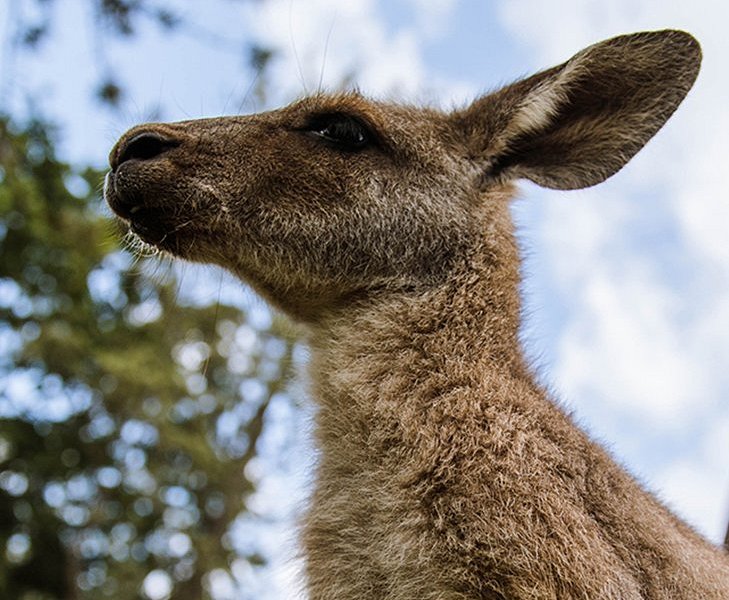 aggieland wild animal safari reviews