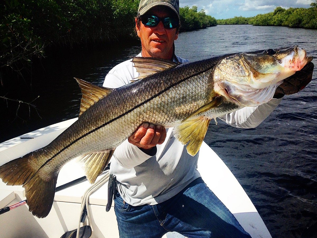 SNOOK TARPON NON STOP ACTION COLLIER SEMINOLE STATE PARK 