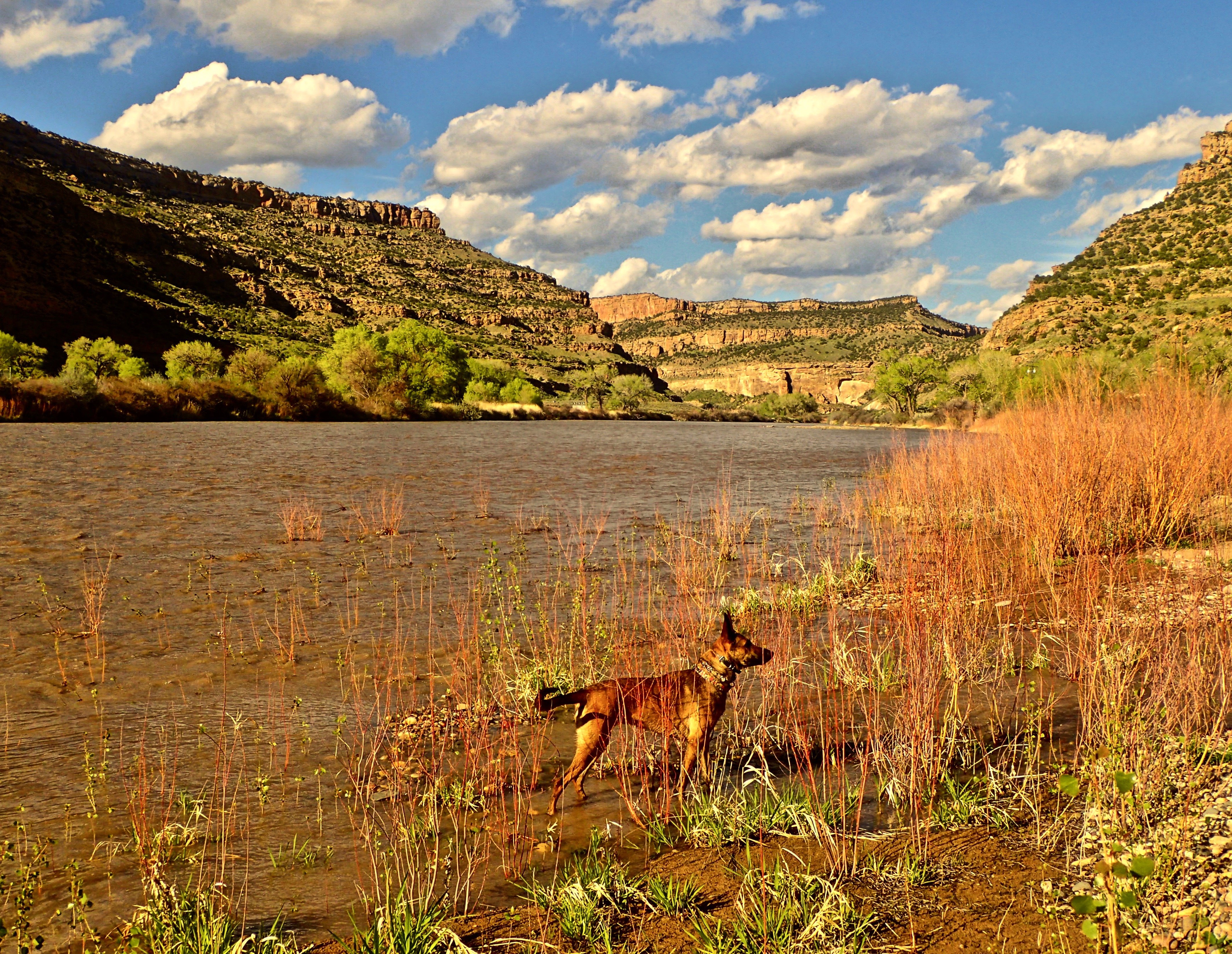 JAMES M ROBB COLORADO RIVER STATE PARK Grand Junction Tutto   The Dog Having A Cool 