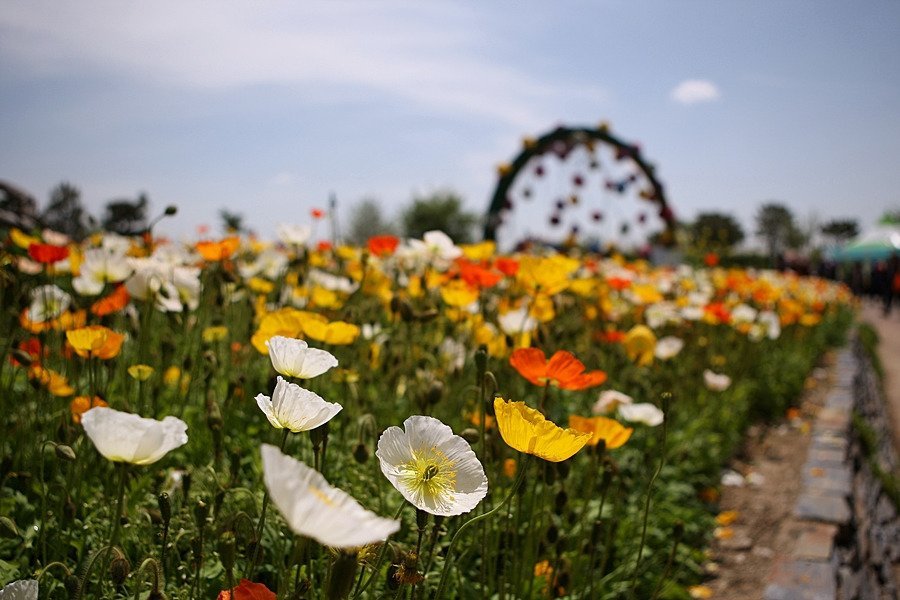 Hampyeong Butterfly Festival (Hampyeong-gun, Hàn Quốc) - Đánh giá -  Tripadvisor